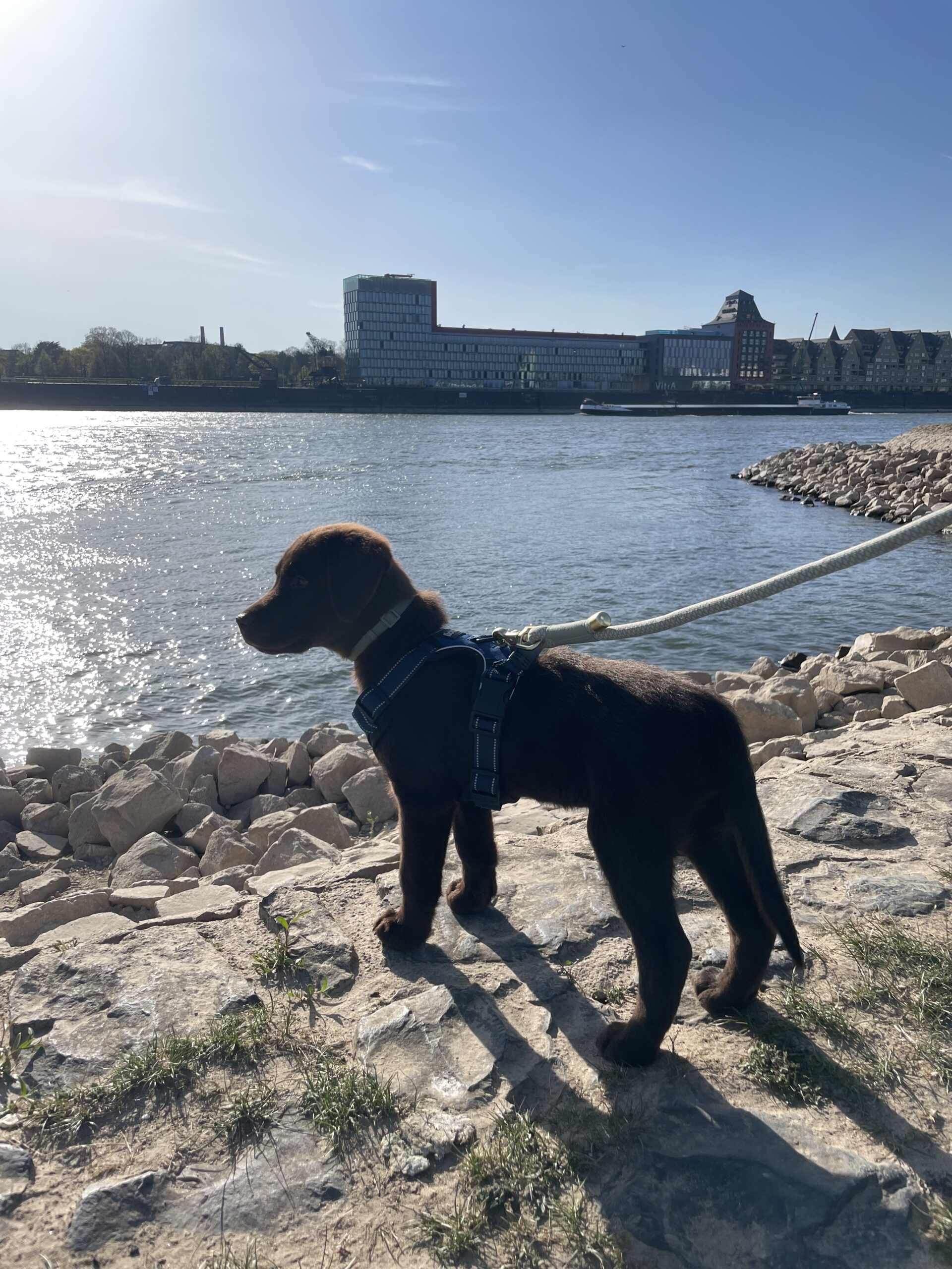First time at the Rhine