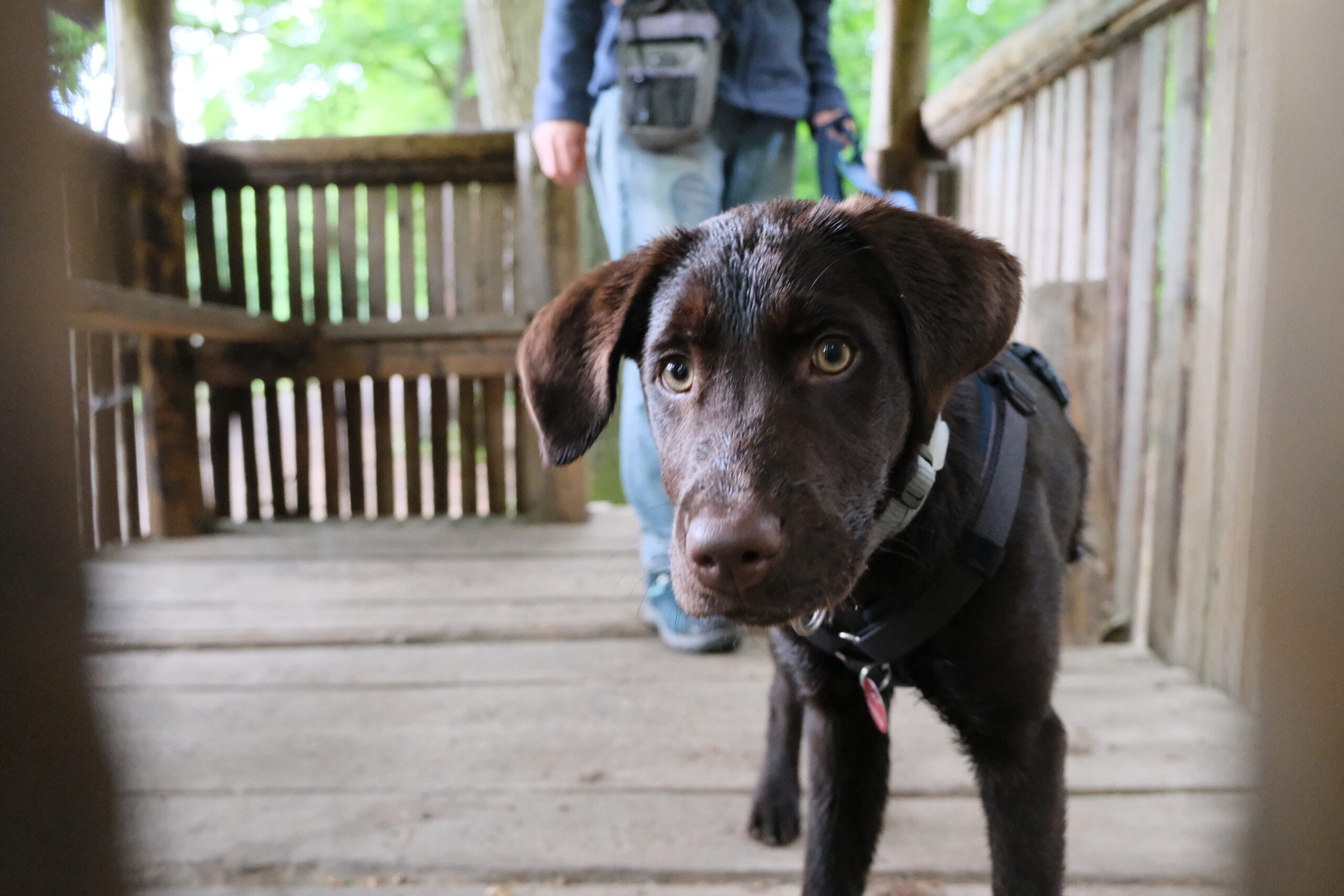 Exploring the forest