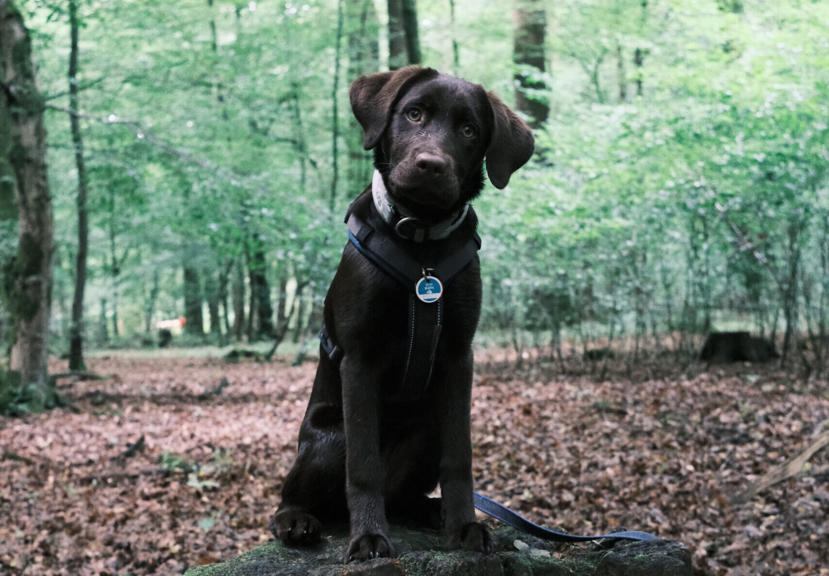 Königin vom Königsforst