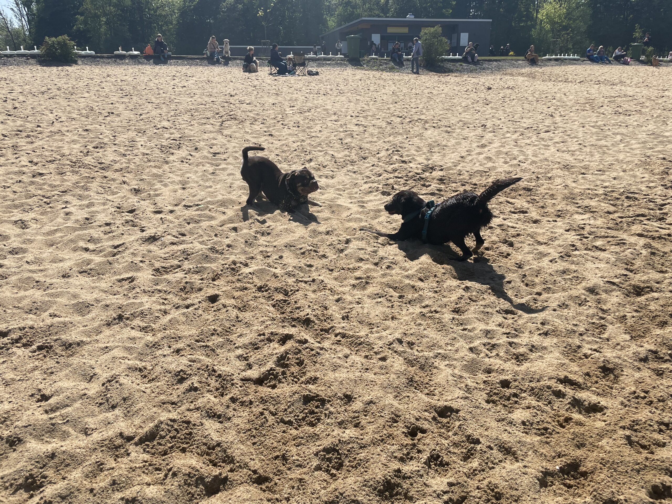 Dog Beach