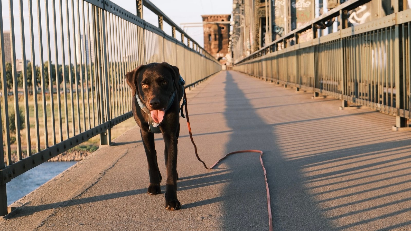 Evening walkies